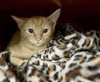 Ziggy -  Domestic Short Hair Cat for Adoption in Mount Airy, North Carolina - Ziggy | PetCurious