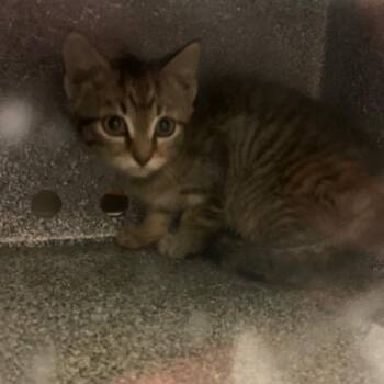 Domestic Short Hair Cats Available for Adoption in Charlottesville, Virginia - Tucson | PetCurious