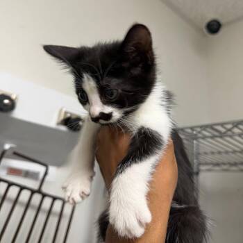 Brin -  Domestic Short Hair Cat for Adoption in Philadelphia, Pennsylvania - Brin | PetCurious