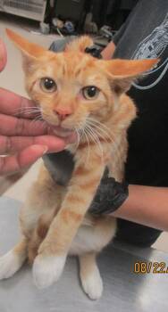 Rusty (615) -  Domestic Medium Hair Cat for Adoption in Marietta, Georgia - Rusty (615) | PetCurious
