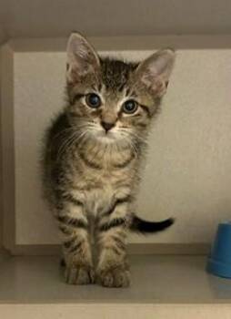 Galaxy -  Domestic Short Hair Cat for Adoption in Mason City, Iowa - Galaxy | PetCurious