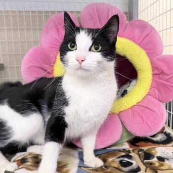 Pebbles -  Domestic Short Hair Cat for Adoption in Medford, Oregon - Pebbles | PetCurious