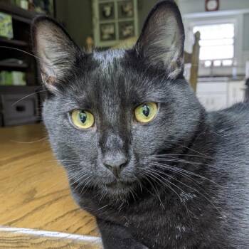 Dax -  Domestic Short Hair Cat for Adoption in Medina, Ohio - Dax | PetCurious