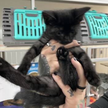 Rescue Domestic Short Hair Cats for Adoption in Dickinson, Texas - Apollo | PetCurious