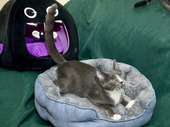 Rescue Domestic Short Hair Cats for Adoption in Cortland, New York - Marshmallow | PetCurious