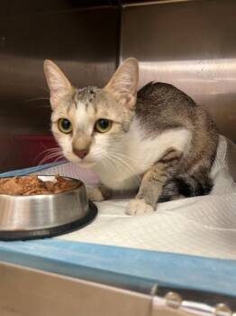 A1924856 -  Domestic Short Hair Cat for Adoption in Blythe, California - A1924856 | PetCurious