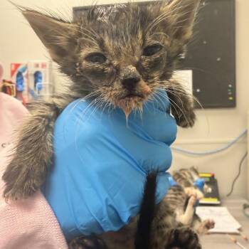 Charmander -  Domestic Short Hair Cat for Adoption in Columbiana, Alabama - Charmander | PetCurious