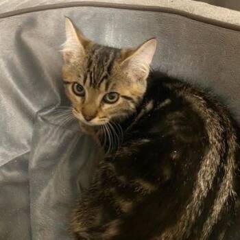 Buick -  Domestic Medium Hair Cat for Adoption in Chehalis, Washington - Buick | PetCurious