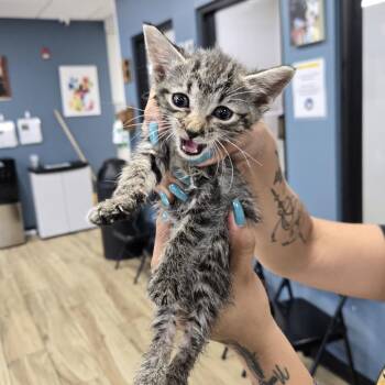 Joela -  Domestic Short Hair Cat for Adoption in Newark, New Jersey - Joela | PetCurious