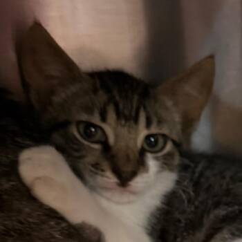 Rollerbite -  Domestic Short Hair Cat for Adoption - Rollerbite | PetCurious