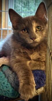 Sabrina -  Dilute Tortoiseshell Cat for Adoption in Buffalo, New York - Sabrina | PetCurious
