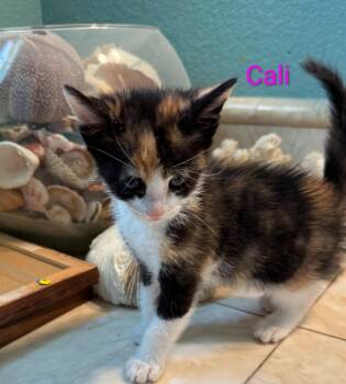Cali -  Calico Cat for Adoption in San Jacinto, California - Cali | PetCurious
