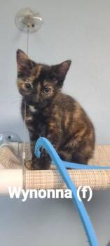 Wynona -  Domestic Short Hair Cat for Adoption in Beatrice, Nebraska - Wynona | PetCurious