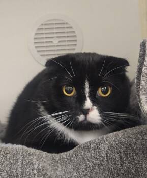 Domestic Short Hair Cats Available for Adoption in Bellingham, Washington - Rome | PetCurious