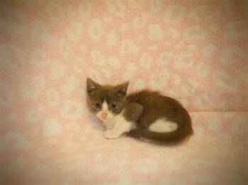 A1411873 -  Domestic Short Hair Cat for Adoption in San Jose, California - A1411873 | PetCurious