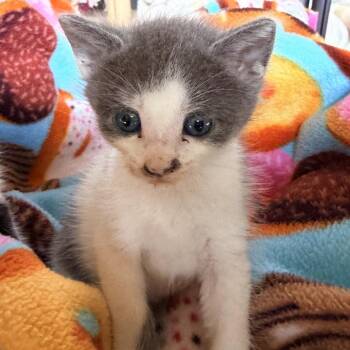 Blinky -  Domestic Short Hair Cat for Adoption in Jupiter, Florida - Blinky | PetCurious