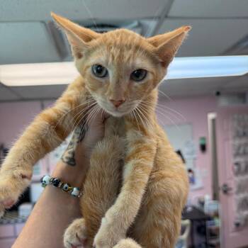 Bruce -  Domestic Short Hair Cat for Adoption in Port Richey, Florida - Bruce | PetCurious