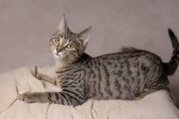 Chunk -  Tabby Cat for Adoption in Muncie, Indiana - Chunk | PetCurious