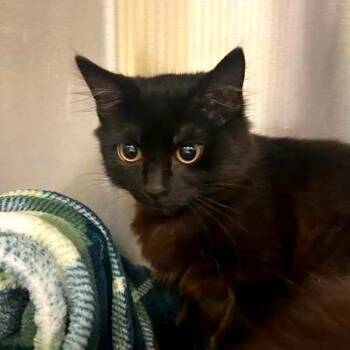 Wild Berry -  Domestic Medium Hair and Domestic Short Hair Cat for Adoption in Woodinville, Washington - Wild Berry | PetCurious