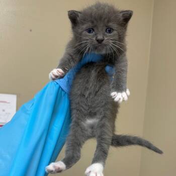 Rory -  Domestic Short Hair Cat for Adoption in Birmingham, Alabama - Rory | PetCurious