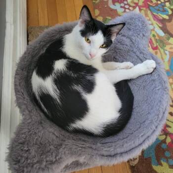 Rescue Domestic Short Hair Cats for Adoption in Winchester, Virginia - Hawkeye | PetCurious
