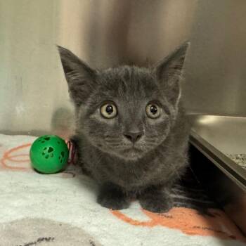 Sham-WOW! 2926 -  Domestic Short Hair Cat for Adoption in Columbus, Georgia - Sham-WOW! 2926 | PetCurious