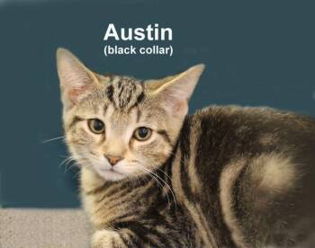 Austin Fuhr. (sweet brother of Alex, Antonio, & Alfonso) -  Domestic Short Hair and Tabby Cat for Adoption in Stowe, Pennsylvania - Austin Fuhr. (sweet Brother Of Alex, Antonio, & Alfonso) | PetCurious