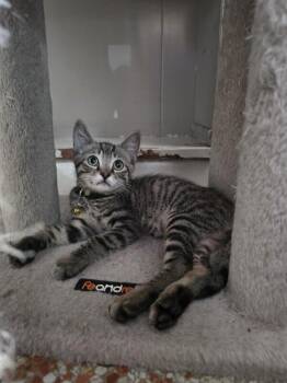 Vlad -  Domestic Short Hair Cat for Adoption in Maitland, Florida - Vlad | PetCurious