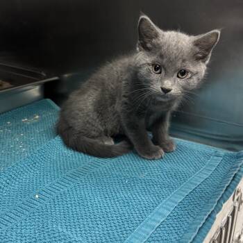Mochi -  Domestic Short Hair Cat for Adoption in Murray, Utah - Mochi | PetCurious