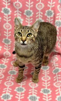 Puddin -  Domestic Short Hair Cat for Adoption in Edinburg, Virginia - Puddin | PetCurious