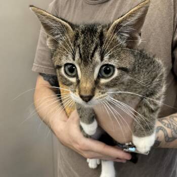 Yoda -  Domestic Short Hair Cat for Adoption in Austin, Texas - Yoda | PetCurious