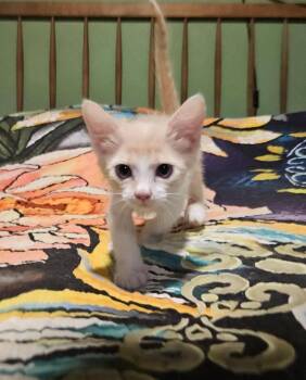 Utta -  Domestic Short Hair Cat for Adoption in Fort Lupton, Colorado - Utta | PetCurious