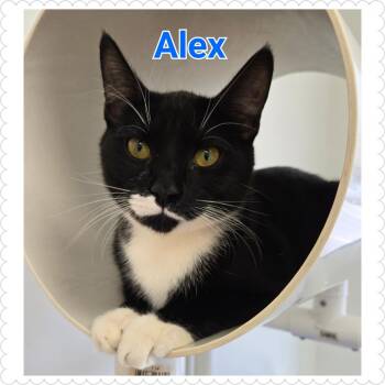 Rescue Domestic Short Hair Cats for Adoption in North Saint Paul, Minnesota - Alex | PetCurious