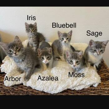 Domestic Short Hair Cats Available for Adoption in Morrison, Colorado - Vanourek Litter Of 6 | PetCurious
