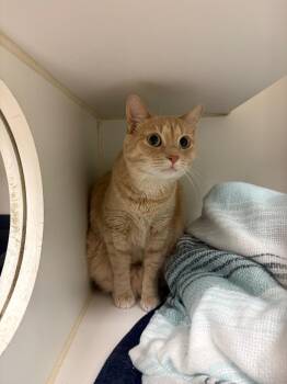Niko (Mint Hill) -  Domestic Long Hair Cat for Adoption in Johnson City, Tennessee - Niko (Mint Hill) | PetCurious