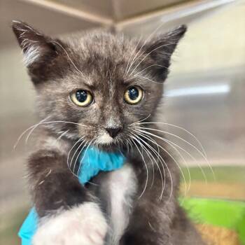 Rue 48C26 -  Domestic Short Hair Cat for Adoption in Napoleon, Ohio - Rue 48C26 | PetCurious