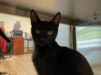 Rescue Domestic Short Hair Cats for Adoption in Hilton Head Island, South Carolina - Gellert | PetCurious