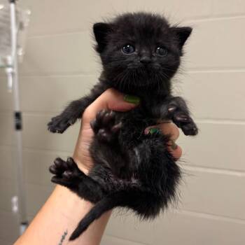 Lucas -  Domestic Short Hair Cat for Adoption in Bristol, Indiana - Lucas | PetCurious