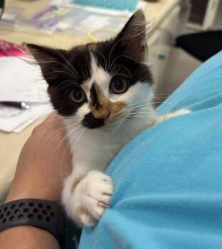 Rescue Domestic Medium Hair Cats for Adoption in Statesboro, Georgia - Merry Christmas | PetCurious