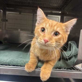 Zamboni -  Domestic Short Hair Cat for Adoption in Bristol, Indiana - Zamboni | PetCurious