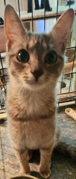 Rescue Tabby Cats for Adoption in Pineville, Louisiana - Sue Ellen | PetCurious