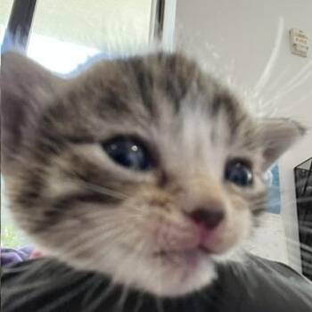 Beatrice -  Domestic Short Hair Cat for Adoption in West Palm Beach, Florida - Beatrice | PetCurious