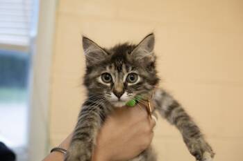 Domestic Long Hair and Tabby Cats Available for Adoption in Mountain Home, Arkansas - Magic | PetCurious