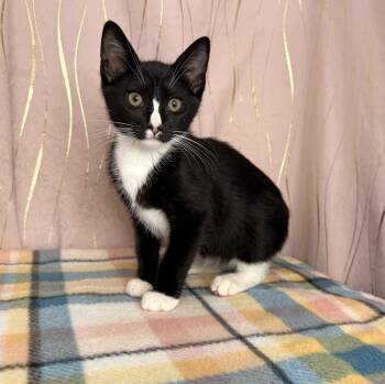 Suzuki -  Tuxedo Cat for Adoption in Long Beach, Mississippi - Suzuki | PetCurious