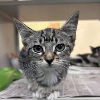 Ember -  Domestic Short Hair Cat for Adoption in New Orleans, Louisiana - Ember | PetCurious