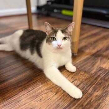 Momo -  Domestic Short Hair Cat for Adoption in Fairfax, Virginia - Momo | PetCurious