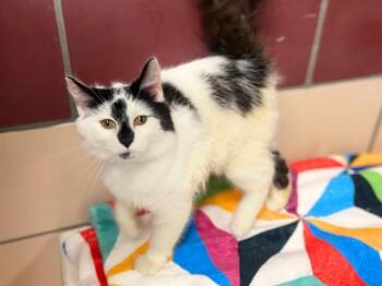 STREAKS -  Domestic Medium Hair Cat for Adoption in Fort Wayne, Indiana - STREAKS | PetCurious