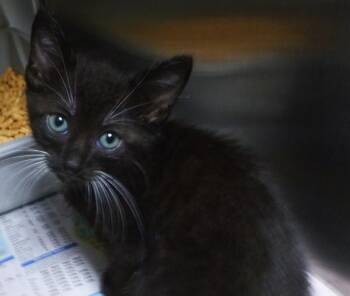 Calypso -  Domestic Short Hair Cat for Adoption in Lafayette, Louisiana - Calypso | PetCurious