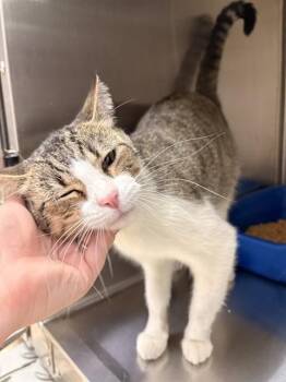 MISTY -  Domestic Short Hair Cat for Adoption in Killeen, Texas - MISTY | PetCurious