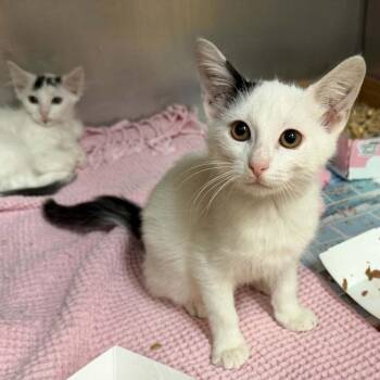 Zeppelin -  Domestic Short Hair Cat for Adoption in Candler, North Carolina - Zeppelin | PetCurious